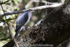 Accipiter francesiae