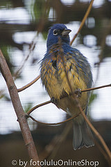 Passerina rositae