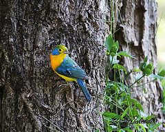 Passerina leclancherii