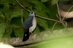 Accipiter trinotatus