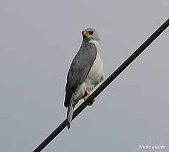 Accipiter novaehollandiae