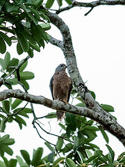 Accipiter hiogaster