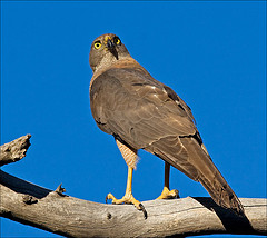 Accipiter fasciatus