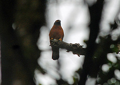 Accipiter melanochlamys