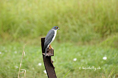 Accipiter albogularis