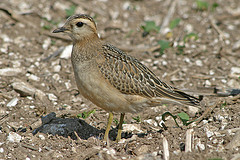 Eudromias morinellus