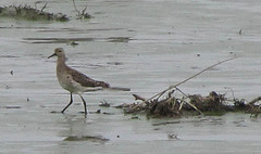 Calidris pugnax