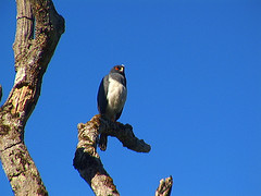 Accipiter haplochrous