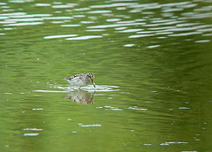 Calidris falcinellus