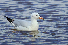 Larus genei