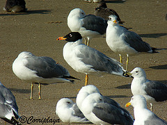 Larus ichthyaetus