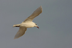 Larus melanocephalus