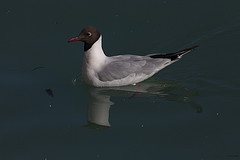 Larus audouinii