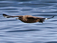 Catharacta skua