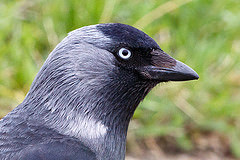Corvus monedula