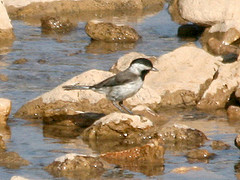 Parus lugubris