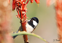 Parus ater