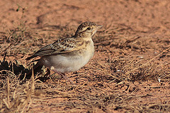 Calandrella rufescens