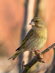 Carduelis chloris