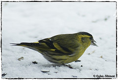 Carduelis spinus