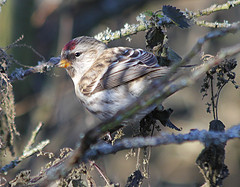 Carduelis flammea