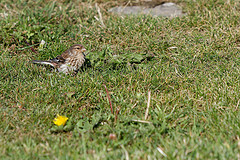 Carduelis flavirostris