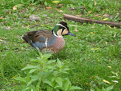 Sibirionetta formosa