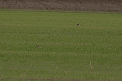 Calidris subruficollis