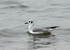 Larus philadelphia
