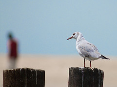Larus cirrocephalus