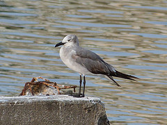 Larus atricilla