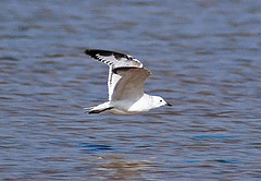 Larus relictus