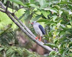 Accipiter poliocephalus