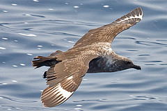 Catharacta maccormicki