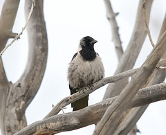 Corvus dauuricus