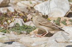 Petronia brachydactyla
