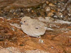Rhodopechys obsoletus