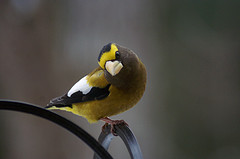 Coccothraustes vespertinus