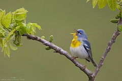 Parula americana