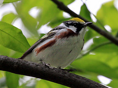 Dendroica pensylvanica