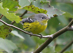 Dendroica magnolia