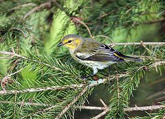Dendroica tigrina