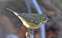 Dendroica caerulescens
