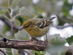 Dendroica striata