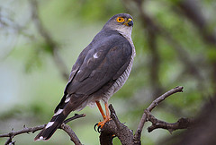 Accipiter minullus