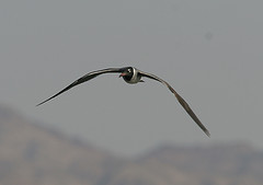 Larus leucophthalmus