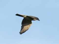 Accipiter gularis
