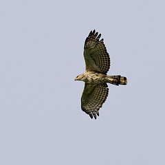Accipiter virgatus