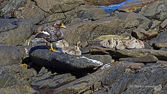 Tachyeres brachypterus