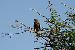 Accipiter cirrocephalus